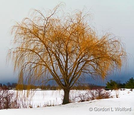 Willow Beside The Canal_05798.jpg - Photographed along the Rideau Canal Waterway at Smiths Falls, Ontario, Canada.